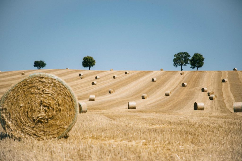 Champ de blé dans le Gers