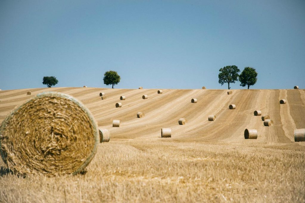 Les Indés et le Blé
